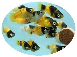 platy bumble bee 16